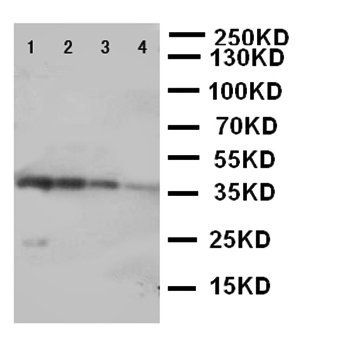 Anti-PKR/EIF2AK2 Antibody