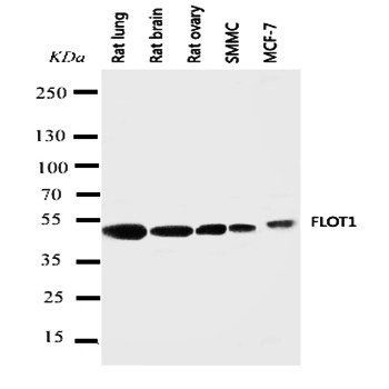 Flotillin 1/FLOT1 Antibody