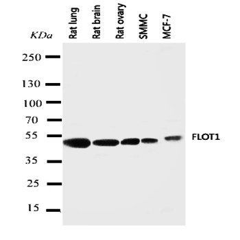 Anti-Flotillin 1/FLOT1 Antibody