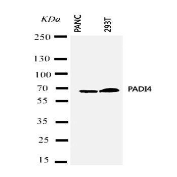 Anti-PADI4/PAD4 Antibody