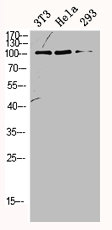 ORC1 antibody