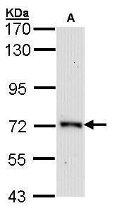 ORC2 Rabbit Polyclonal Antibody