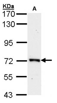 ORC2 antibody
