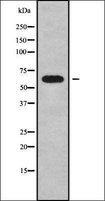 ORC2L antibody