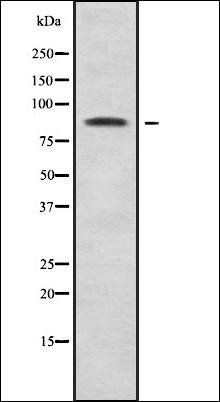 ORC3 antibody