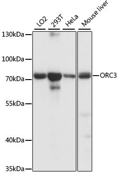ORC3 antibody