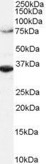 Goat anti-ORC3L Antibody