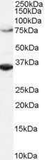 ORC3L antibody