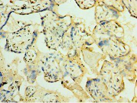 ORC4 Antibody