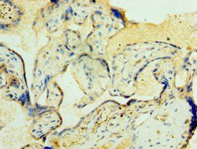 ORC4 Antibody