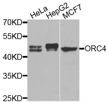 ORC4 antibody