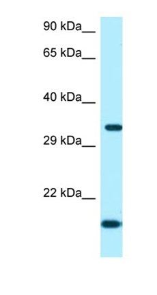 ORC5 antibody