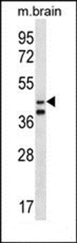 ORC5L antibody