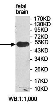 ORC5L antibody