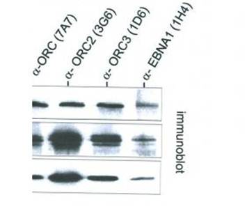 ORC6L Monoclonal Antibody [3A4]