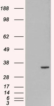 ORC6L antibody
