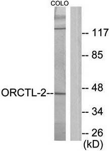 ORCTL-2 antibody
