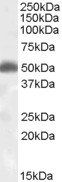 Goat anti-Orexin Receptor 2 Antibody