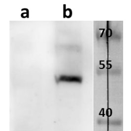 ORF10 (VZV) antibody