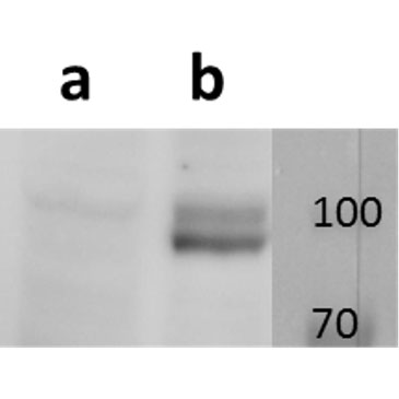 ORF19 (VZV) antibody