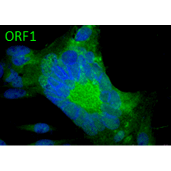 ORF1 (VZV) antibody