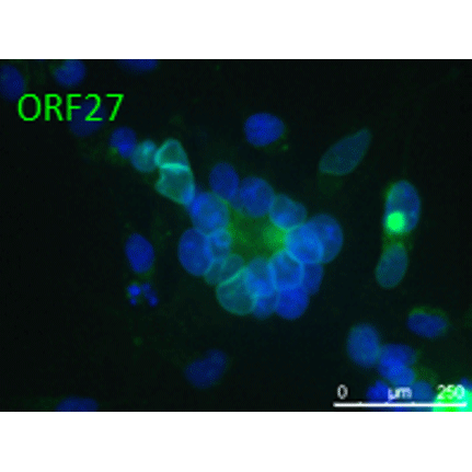 ORF27 (VZV) antibody