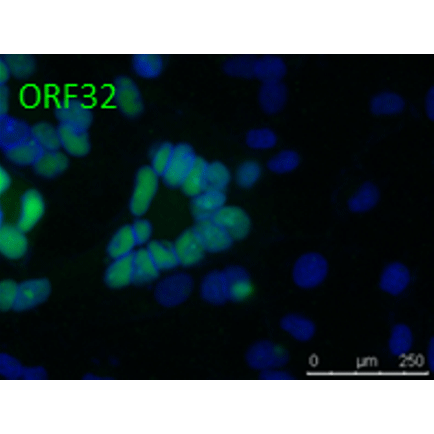 ORF32 (VZV) antibody