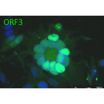 Anti-ORF3 (VZV) antibody