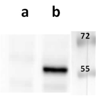 ORF4 (VZV) antibody