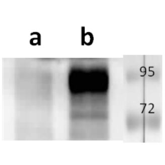 Anti-ORF68 (VZV) antibody
