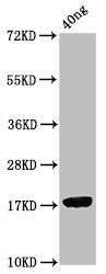 ORF7 antibody