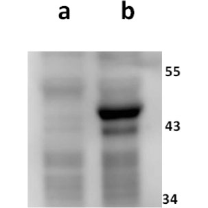 ORF8 (VZV) antibody