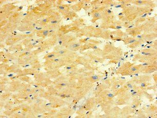 ORMDL2 Antibody