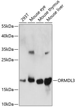 ORMDL3 antibody