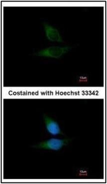 ORP1 antibody [C3], C-term