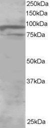 Goat anti-ORP11 / OSBPL11 Antibody