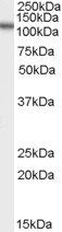 OSBPL5 antibody