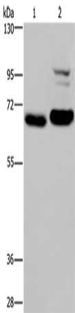 OS9 Antibody