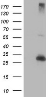 OSBP1 (OSBP) antibody