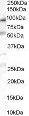 Goat anti-OSBPL10 Antibody