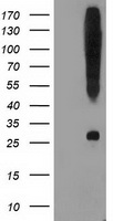 OSBPL11 Antibody
