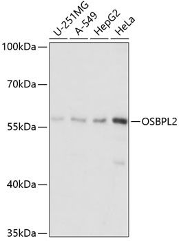 OSBPL2 antibody