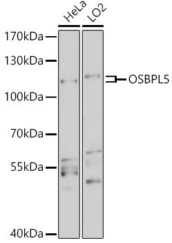 OSBPL5 antibody
