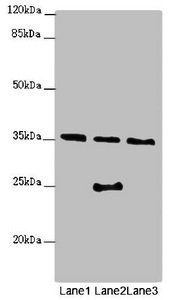 OSGEP antibody