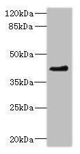 OSGEPL1 antibody