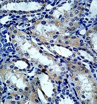 OSGEPL1 Rabbit Polyclonal Antibody