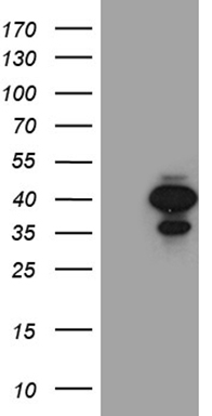 OSGIN2 antibody