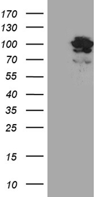 OSGIN2 antibody