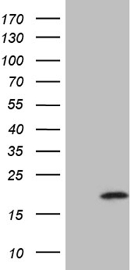 OSGIN2 Antibody