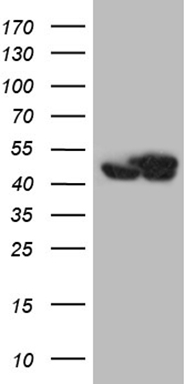 OSGIN2 antibody